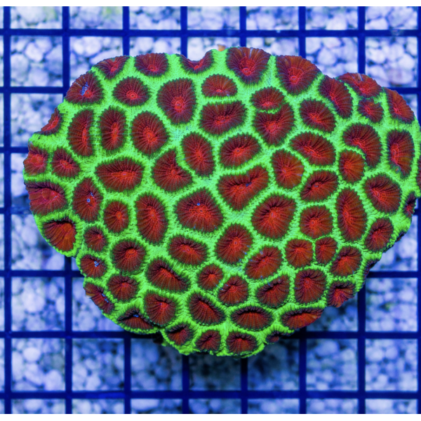 FAVIA CORAL 